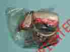 09263-24019 Lt250 Suzuki Motorcycle Engine Bottom Rod Bearing Rm400 250 370 Pe400